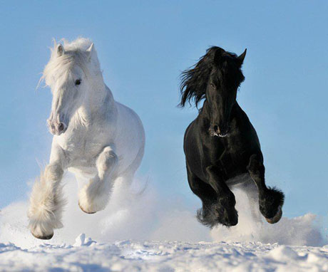 Horses black and white